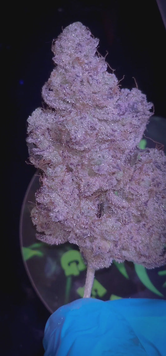 Blizzard Of Oz S1 (Grape Candy Cut)(HALF PACK)(8 Feminized Seeds)