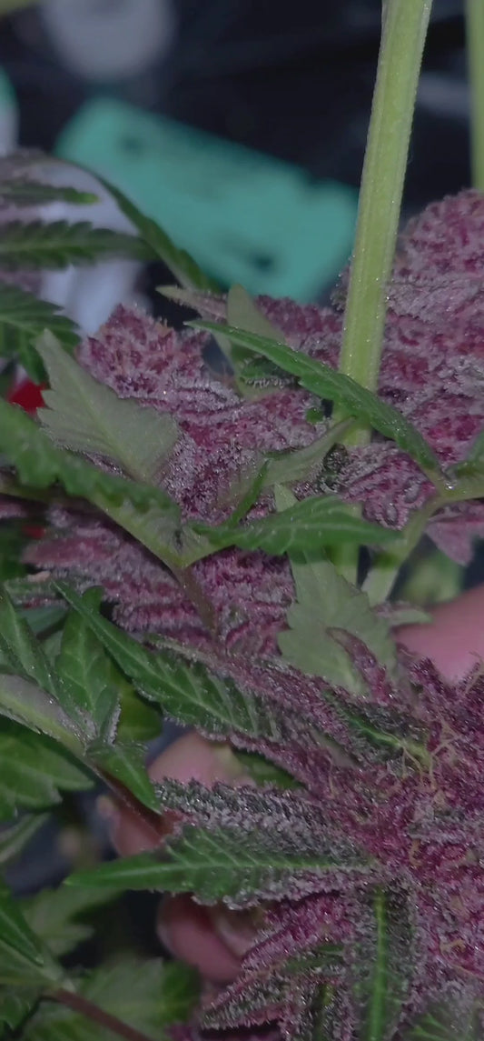 Fruity Pebbles OG x Blizzard Of Oz (12 Regular Seeds)